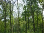 20090424