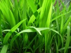 20090502