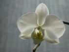 20110305