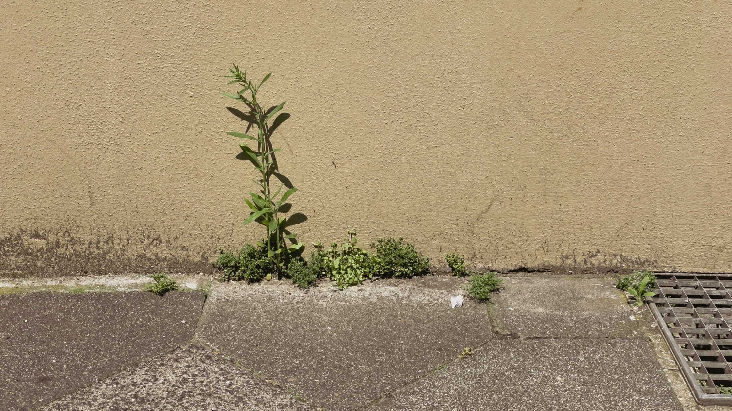 UNWANTED PLANTS ULLA NOLDEN